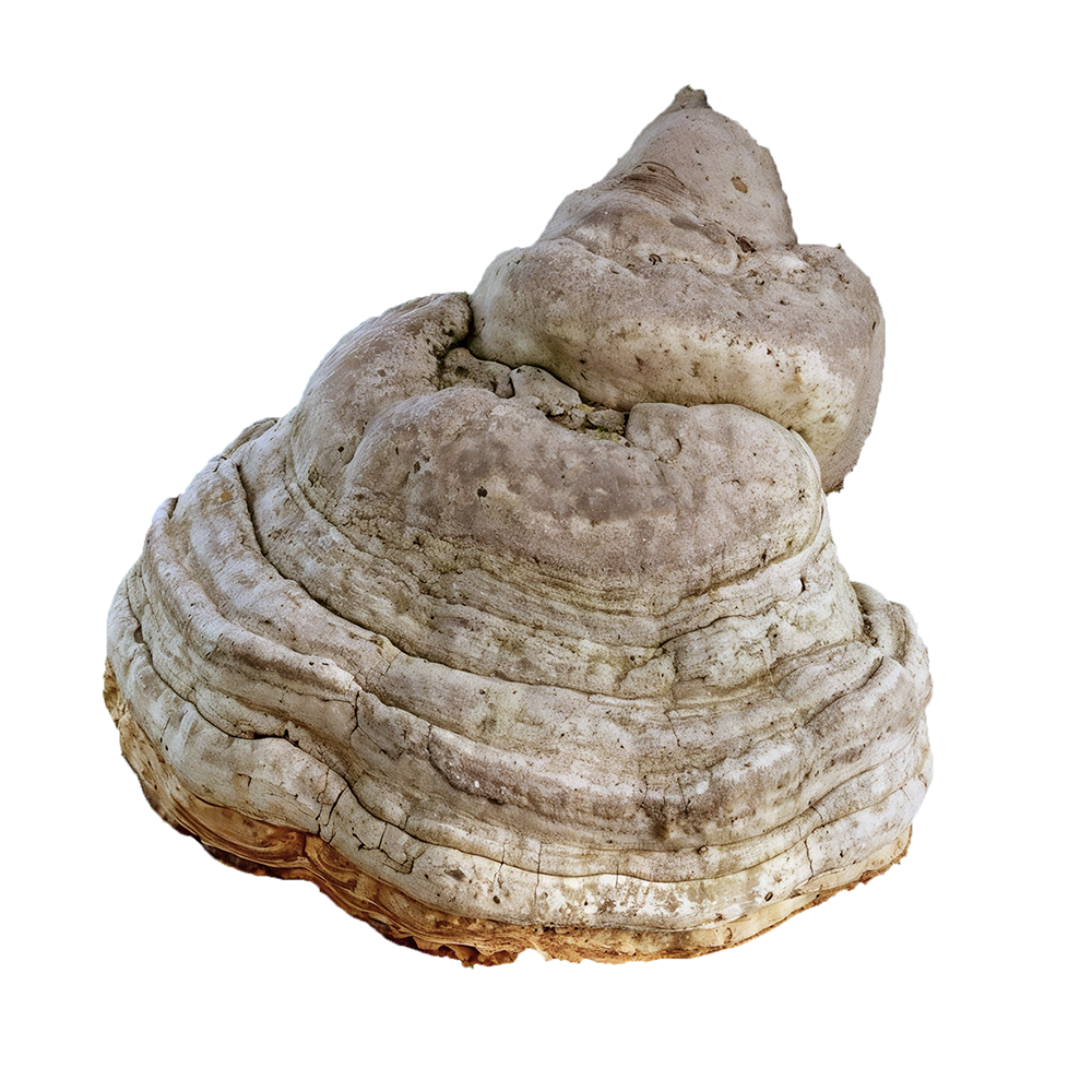 Troudnatec kopytovitý